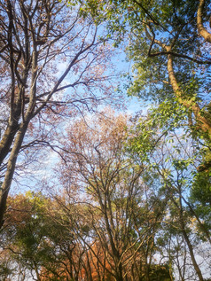 蓝天下秋天枯黄树叶植物摄影图