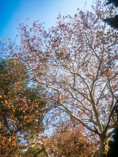 秋天枫叶植物摄影图