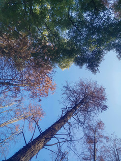 秋天枯黄植物水杉摄图