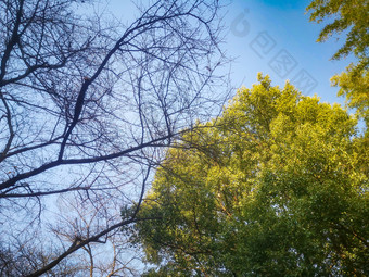 秋天枯树枝植物摄影图
