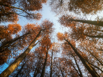 秋天植物红木杉摄影图