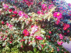 鲜花盛开山茶花摄影图