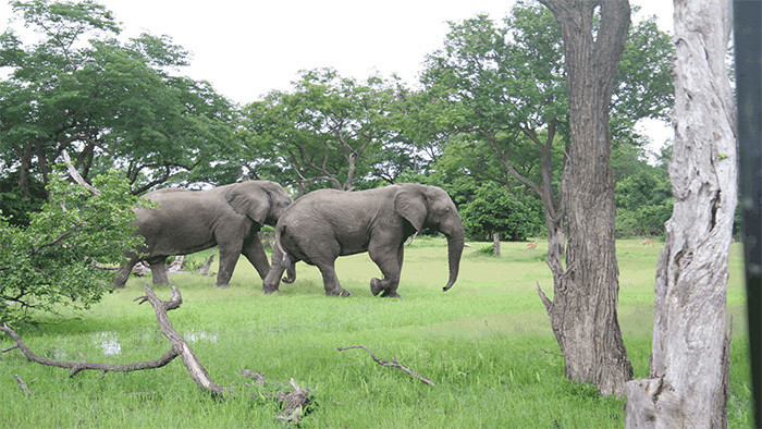 吉祥物大象的叫声音效MP3下载