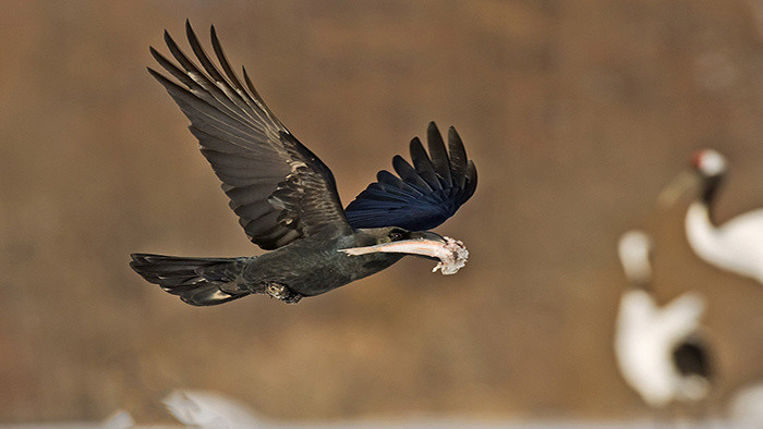 尴尬音效下载-尴尬音效素材