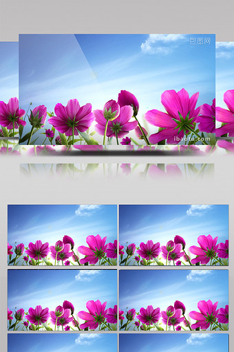 高清唯美红色花朵蓝天展示背景素材图片