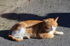 路边的中华田园橘猫摄影