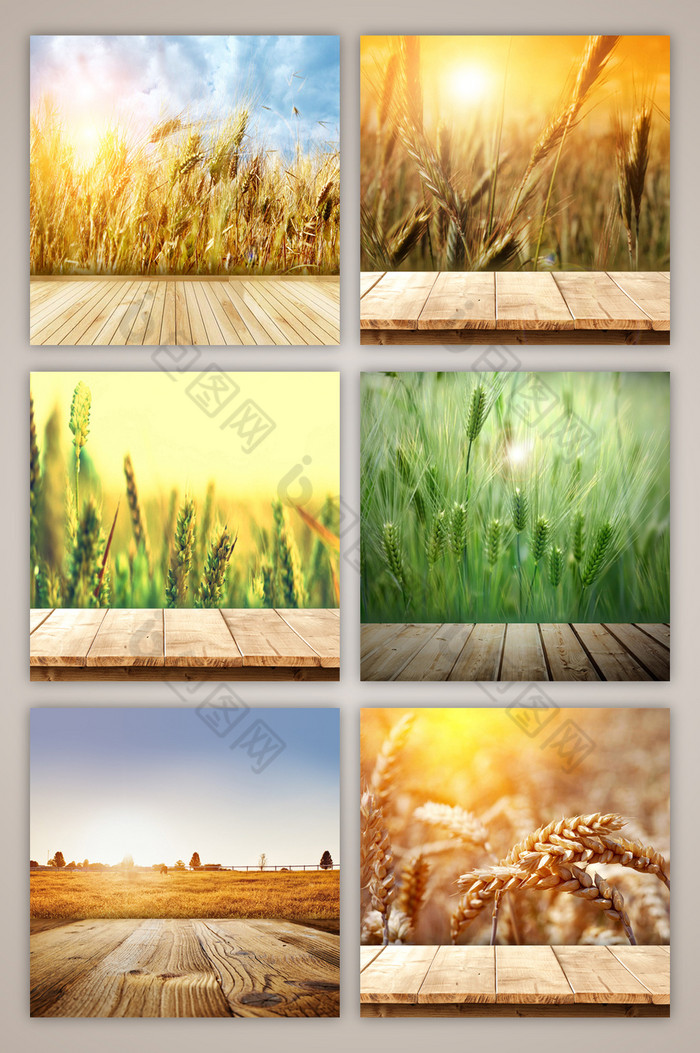 小麦食品阳光夕阳图片
