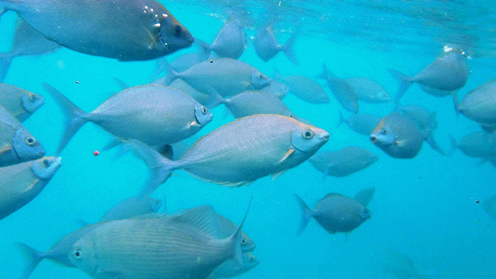动听节奏感强的背景音乐