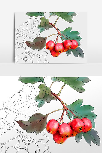手绘 植物 山楂 红果图片