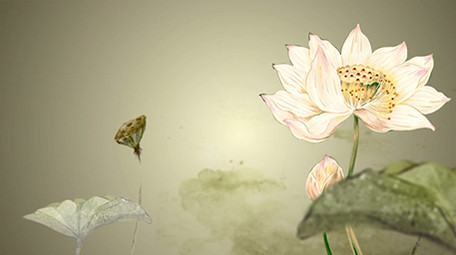 唯美复古中国风荷花舞台背景视频