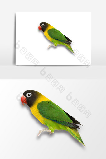彩色小鸟元素素材图片