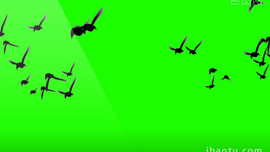 [小鸟视频素材]图片下载_小鸟视频素材设计模