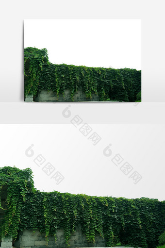 绿色植物藤蔓围墙元素素材图片