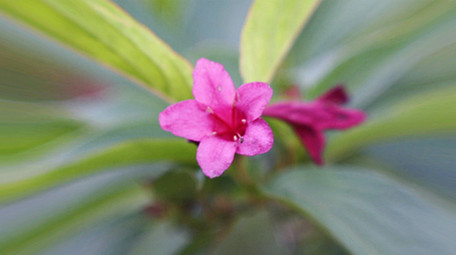快切快闪动态文字标题图文展示片头PR模板