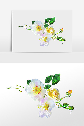 花卉系列白色山茶花小花水彩手绘插画图片
