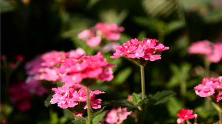 美丽鲜艳野花高清实拍