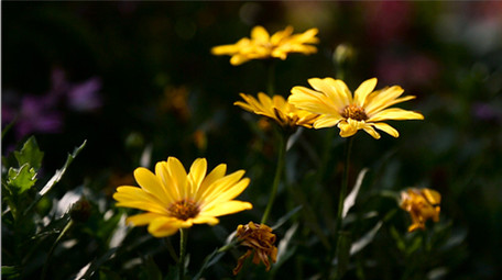 美丽鲜艳野花高清实拍