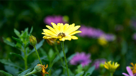 美丽鲜艳野花高清实拍