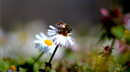 勤劳蜜蜂花朵高清实拍