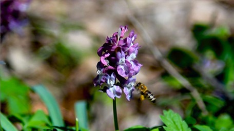 勤劳蜜蜂花朵高清实拍