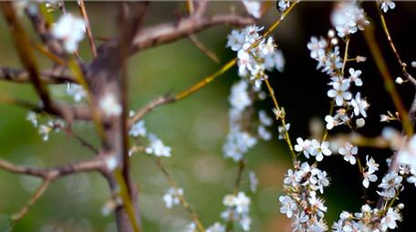 勤劳蜜蜂花朵高清实拍