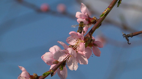 勤劳蜜蜂花朵高清实拍