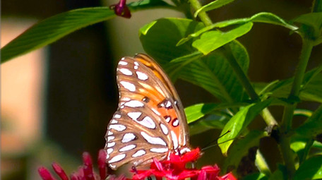 鲜艳花朵蝴蝶高清实拍
