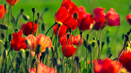 鲜艳花朵蝴蝶高清实拍