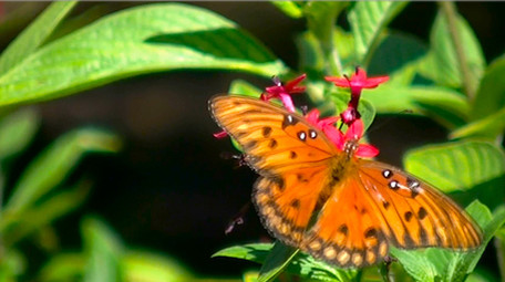 鲜艳花朵蝴蝶高清实拍