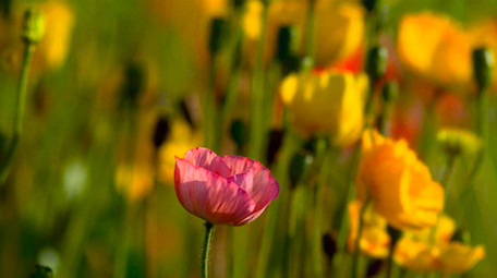 鲜艳花朵蝴蝶高清实拍