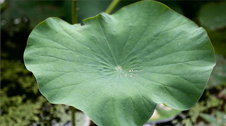初夏荷叶高清实拍