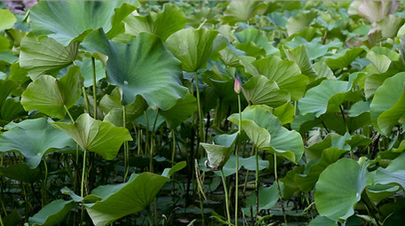 初夏荷叶高清实拍