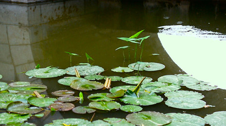 初夏荷叶高清实拍