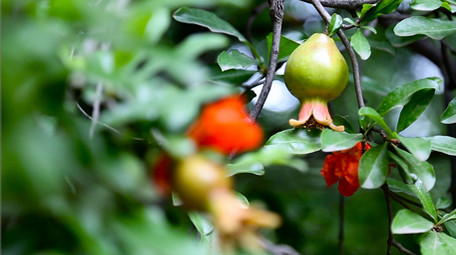 艳丽石榴花石榴果高清实拍