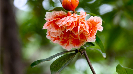 艳丽石榴花石榴果高清实拍