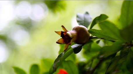 艳丽石榴花石榴果高清实拍