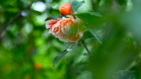 艳丽石榴花石榴果高清实拍