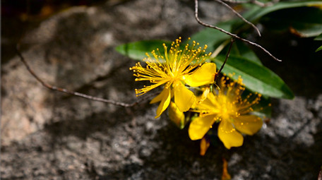 娇艳金丝桃花高清实拍