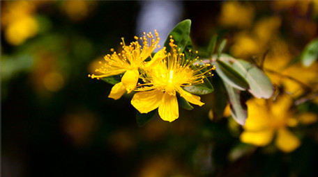 娇艳金丝桃花高清实拍