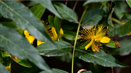 娇艳金丝桃花高清实拍