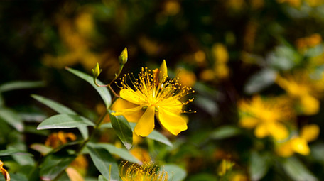 娇艳金丝桃花高清实拍
