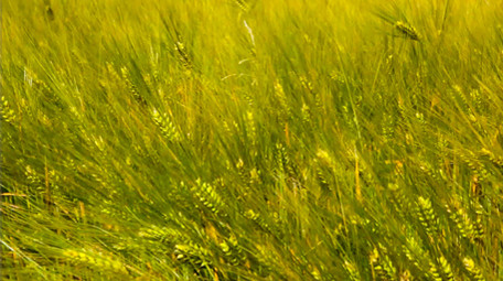 成熟小麦高清实拍