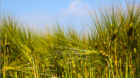 成熟小麦高清实拍