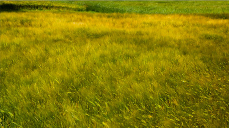 成熟小麦高清实拍