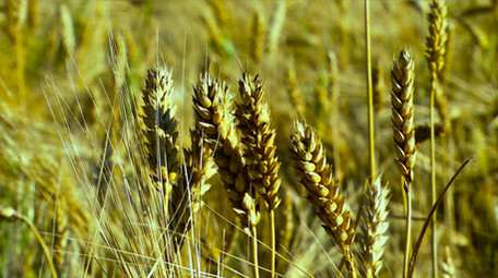成熟小麦高清实拍