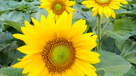 灿烂向日葵高清实拍