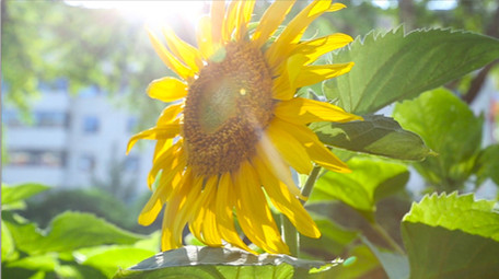 灿烂向日葵高清实拍
