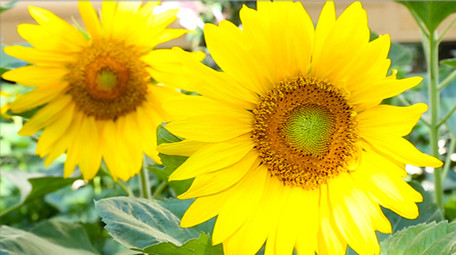 灿烂向日葵高清实拍