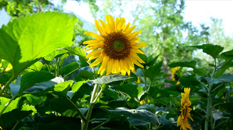 灿烂向日葵高清实拍