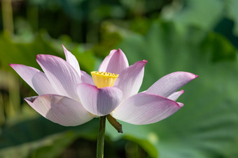 荷塘莲子<strong>莲蓬</strong>头绿色植物实拍